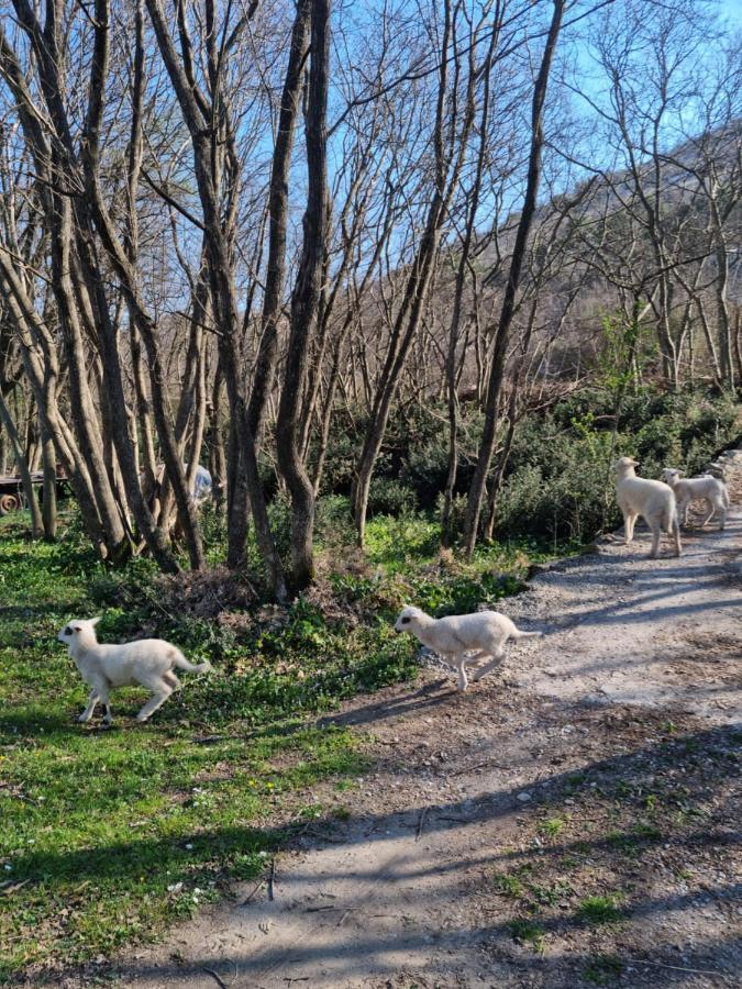 פודגוריצה Wolf & Sheep Nature & Adventure מראה חיצוני תמונה