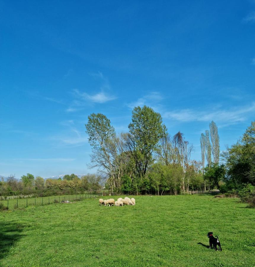 פודגוריצה Wolf & Sheep Nature & Adventure מראה חיצוני תמונה